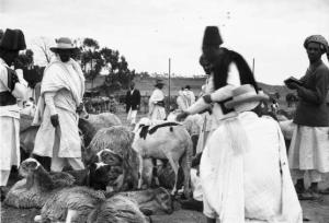 Viaggio in Africa. Asmara - mercato del bestiame - contrattazioni