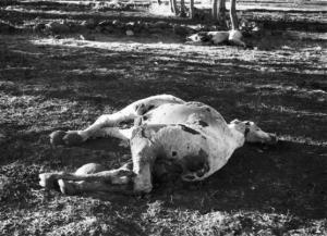 Viaggio in Africa. Sciafat (?): dromedario morto