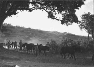 Viaggio in Africa. Militari a piedi con muli e cavalli rientrano all'accampamento