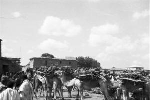 Viaggio in Africa. Macalle: carovana di cammelli con soma di fascine