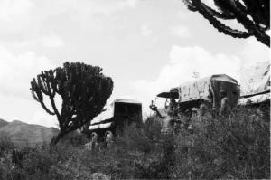 Viaggio in Africa. Convoglio militare - autocarri - piante di cactus