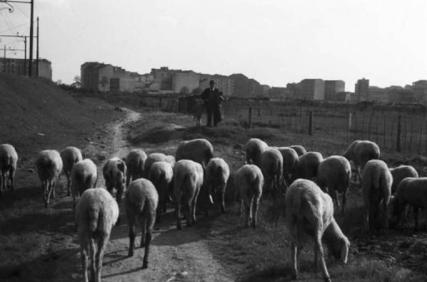 Periferia di Milano: gregge di pecore al pascolo nei prati a ridosso della città