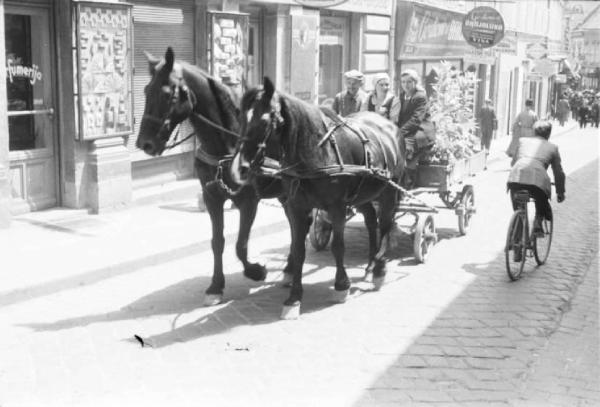 Viaggio in Jugoslavia. Zagabria: carro trainato da una coppia di cavalli che percorre una via cittadina