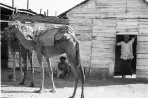 Viaggio in Africa. Massaua: edifici in legno e carovana di cammelli. Indigeno sulla soglia