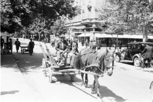 Viaggio in Jugoslavia. Zagabria, un carro trainato da un cavallo percorre un viale alberato