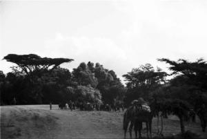 Viaggio in Africa. Paesaggio africano: bestiame al pascolo sullo sfondo