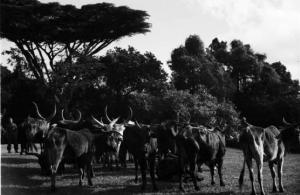 Viaggio in Africa. Paesaggio africano: bestiame al pascolo