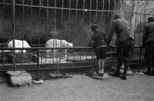 Viaggio in Jugoslavia. Giardino zoologico di Zagabria: la gabbia degli orsi, osservati da miliziani ustascia e da una giovane recluta