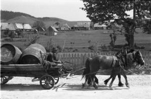 Viaggio in Jugoslavia. Dintorni di Vhrovine: la campagna croata - campi coltivati e casolari in lontananza. In primo piano carro trainato da cavalli