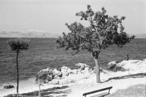 Viaggio in Jugoslavia. La costa croata - albero in riva al mare e un'isola sullo sfondo