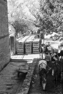 Viaggio in Jugoslavia. Cataste di legna addossate a un muretto - carri trainati da cavalli