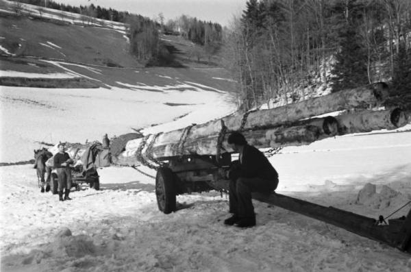 Internamento in Svizzera. Reiden: trasporto tronchi nella neve
