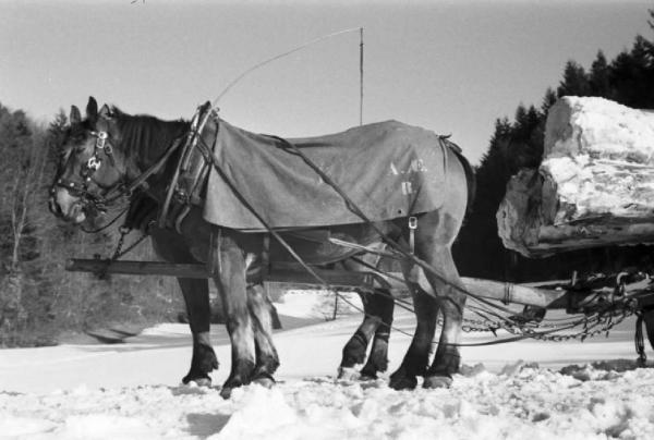 Internamento in Svizzera. Reiden: disboscamento della foresta - Coppia di cavalli che trasportano i tronchi nella neve