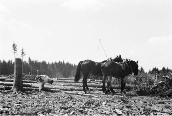 Internamento in Svizzera. Reiden: disboscamento della foresta, una radura e due cavalli adibiti al trasporto dei tronchi tagliati