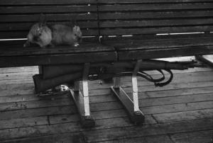 Viaggio in Jugoslavia. Verso Dubrovnik (Ragusa). Cuzzola:  un viaggiatore dorme sdraiato su una sedia sdraio della nave