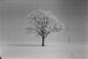 Internamento in Svizzera. Reiden: albero isolato sotto la neve
