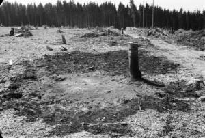 Internamento in Svizzera. Reiden: disboscamento della foresta, una radura con i tronchi d'albero tagliati