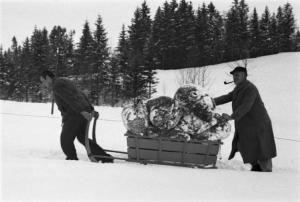 Internamento in Svizzera. Escholzmatt - Due uomini trascinano nella neve un carretto colmo di pigne