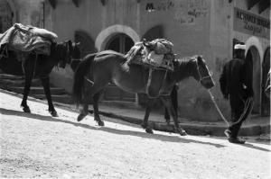 Viaggio in Jugoslavia. Mostar: scene di vita quotidiana - uomo con coppia di cavalli percorre una strada del paese