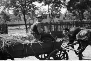 Campagna di Russia. Bessarabia - Soroki - ritratto maschile - contadino - carro di fieno trainato da cavalli
