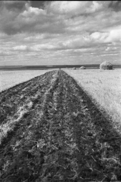 Campagna di Russia. Ucraina - dintorni di Mogila Surijska [?] - campi coltivati a grano