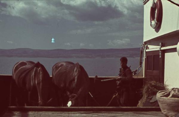 Viaggio in Jugoslavia. Da Spalato a Ragusa: due buoi mangiano sopra la nave durante il tragitto
