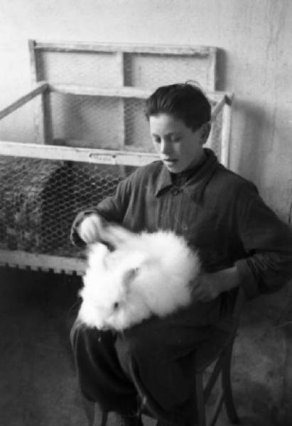 Allevamento di conigli d'angora - operazioni di tosatura - operaia