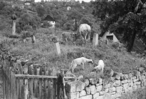 Viaggio in Jugoslavia. Yaitze: coppia di caprette su un campo a margine di un sentiero sterrato
