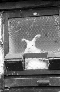 Allevamento conigli lana d'angora - coniglio