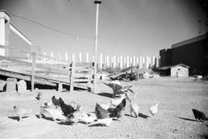 Roma - Cortile con alcune galline sul retro di un'abitazione nei pressi del quartiere Eur