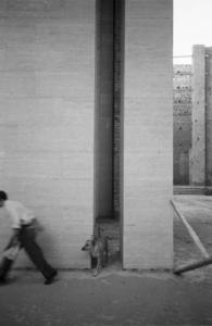 Roma - Quartiere Eur - un uomo con il suo cane cammina accanto a un edificio