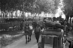 Italia Dopoguerra. Viaggio in treno Milano-Savona - Servizio di carrozze trainate da cavalli che percorre una strada tra i pioppeti
