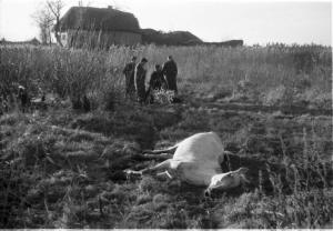 Campagna di Russia. Ucraina - Slavianka [?] - cavallo morto in un campo