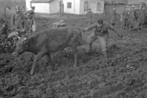 Campagna di Russia. Ucraina - Slavianka [?] - militari italiani osservano un commilitone mentre tira la coda a un vitello