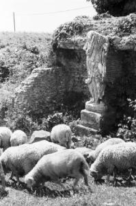 Via Appia Antica. Gregge di pecore al pascolo tra resti romani
