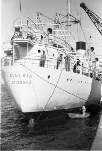 Savona. Porto. Marinai a bordo della nave Algeria Goteborg - operai su una barca ridipingono lo scafo