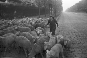 Parigi. Gregge di pecore condotto al macello de La Villette