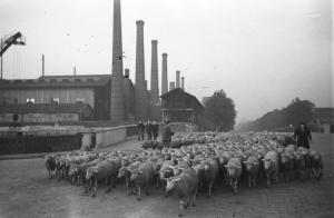Parigi. Gregge di pecore condotto al macello de La Villette. Sullo sfondo le ciminiere di un impianto industriale
