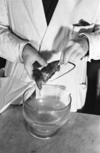 Genova . Laboratorio di pietrificazione dei cadaveri - Topolino viene immerso in una soluzione contenuta in una boccia di vetro