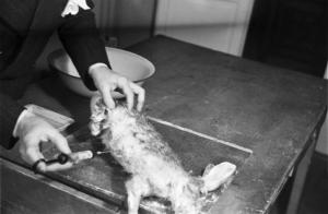 Genova . Laboratorio di pietrificazione dei cadaveri - Iniezione a un coniglio