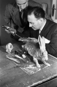 Genova . Laboratorio di pietrificazione dei cadaveri - Esperimenti su un topolino e su un coniglio