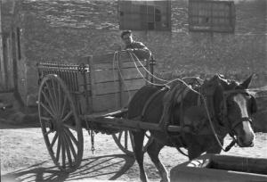 Sabadell - carro trainato da un cavallo