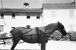 Italia Dopoguerra. Sant'Angelo Lodigiano. Reportage sulla figura di Santa Francesca Cabrini - particolare ravvicinato di un cavallo da calesse