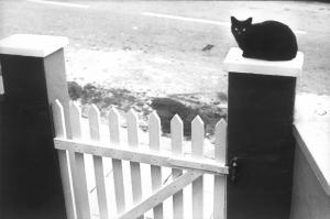 Cancelletto d'ingresso ad una abitazione - gatto nero seduto sul muretto