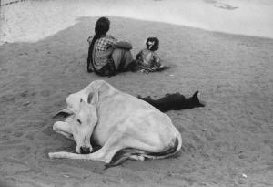 Madras. Golfo del Bengala - donna e bambina sedute sulla sabbia - vacca sacra
