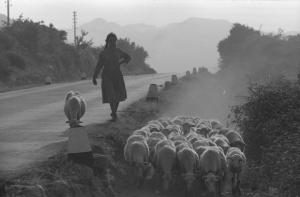Sardegna. Italia del Sud - Gallura - Campagna - Strada - Gregge di pecore - Ritratto femminile: ragazza