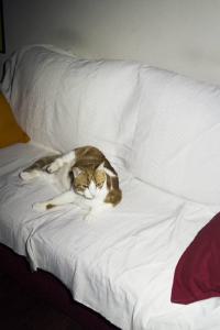 Check in': Casa di Silvia. Torino - Abitazione: interno - Gatto su divano con cuscini
