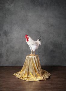 Carte de visite. Studio fotografico: interno - Ritratto di gallo su piedistallo