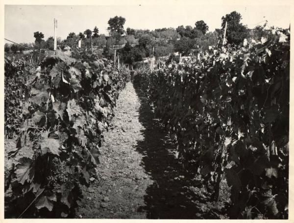 Boccheggiano - Azienda agricola - Vigneto
