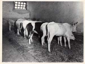 Boccheggiano - Azienda agricola - Vacche